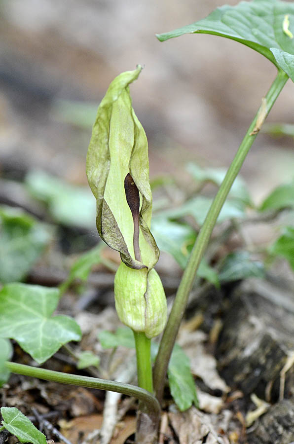 Arum maculatum